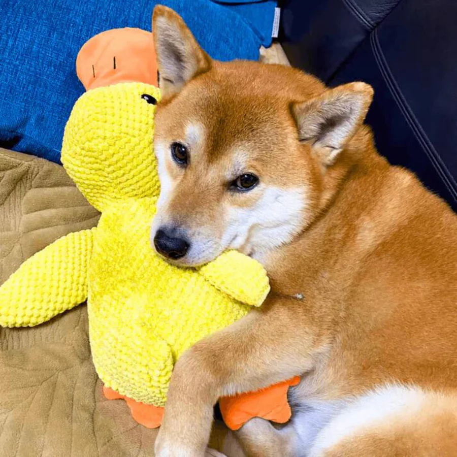 Calming Duck – The Squeaky Plush Toy Every Dog Loves